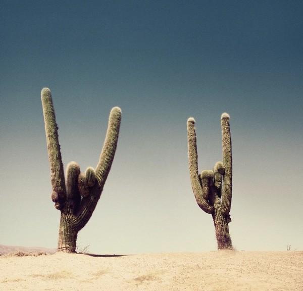 These cacti rock